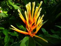 Sightseeing Singapur - Orchideen Garten