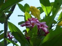 Sightseeing Singapur - Orchideen Garten