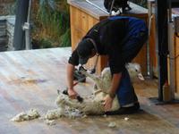 Queenstown - Fahrt mit der TSS Earnslaw - Walter Peak Station