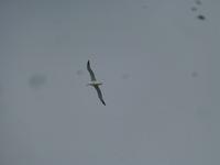 Dunedin - Fahrt mit der Monarch - Königsalbatross