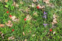 273 Olympia, Frühjahrsblüher