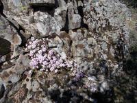 DSCN2435 Gänse Kresse