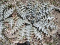 DSCN2455  Distel