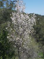 DSCN2468   Mandelbäumchen