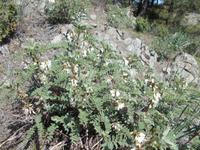 DSCN2471  wilde Kichererbse