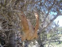 DSCN2623 da hat sich jemand verfangen