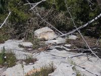 DSCN2639 gut getarnt !