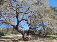 DSCN2646  alte Galleiche