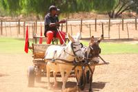 Highgate Straußenfarm