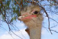 Highgate Straußenfarm (6)