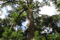 Big Tree (2)