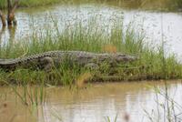 Krokodil auf dem St. Lucia Lake