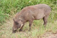Hluhluwe Nationalpark (2)