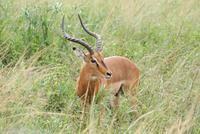 Impala Hluhluwe Nationalpark
