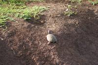 Schildkröte
