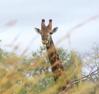 Giraffe