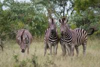 Steppenzebras (2)