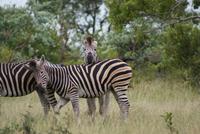 Steppenzebras (3)