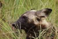 Wildhunde (3)