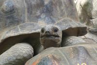 Riesenschildkröte auf Moyenne Island