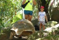 Riesenschildkröte auf Moyenne Island
