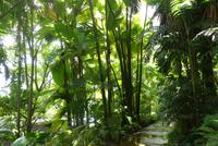 Botanischer Garten auf Mahe