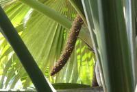 Nationalpark Vallée de Mai