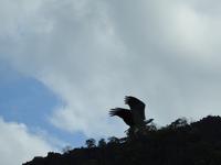 Seeadler