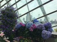 Gardens by the Bay - Singapur