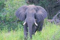 Bootsfahrt auf dem Zambezi (3)