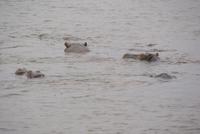 Bootsfahrt auf dem Zambezi (4)