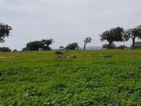 Wanderreise Zypern März, 2019