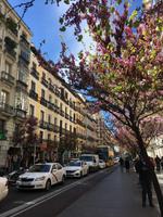 Frühlingsbeginn in Madrid