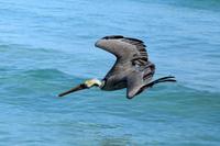 Pelikan am Strand von Cayo Santa Maria