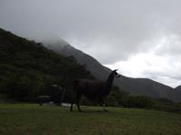 Lama bei Quito