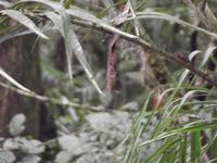 Amazonas-Regenwald: Fledermaus