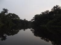 Amazonas-Regenwald