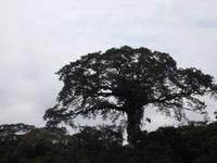 Amazonas-Regenwald