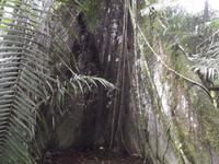 Amazonas-Regenwald