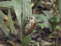 Amazonas-Regenwald: Zikaden-Hülle