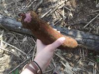 Amazonas-Regenwald: Maniok-Ernte