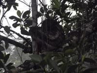 Amazonas-Regenwald: Faultier