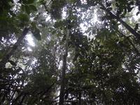 Amazonas-Regenwald