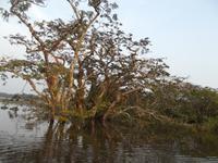 Amazonas-Regenwald