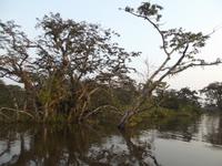 Amazonas-Regenwald