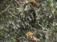 Amazonas-Regenwald: Totenkopfäffchen