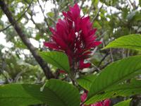 Banos Wasserfall Teufelsbecken