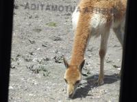 Vicuña