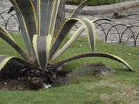 Guayaquil: Leguanpark
