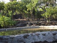 Santa Cruz: Schildkröte